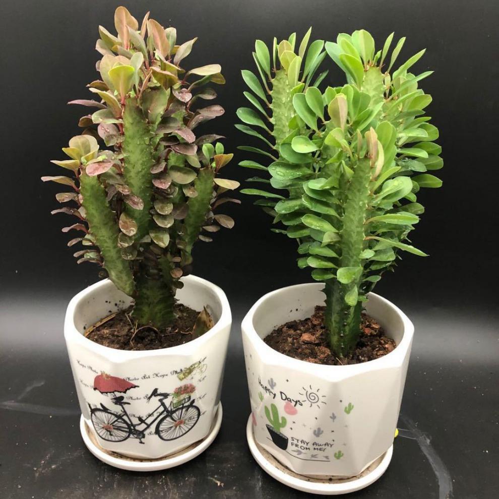 龙骨花龙骨树多肉植物龙骨盆栽【买1盆 1盆万重山】多肉花卉绿植盆栽