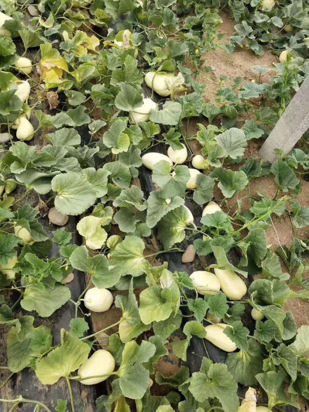 青樱红荔青州特产弥河银瓜大关营沙滩火银瓜甜瓜现摘5斤古代贡品