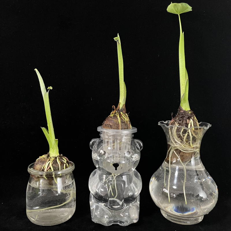 瓶芋艿观察植物生长日记幼儿园文创植物已发芽芋头大布丁玻璃瓶含盆