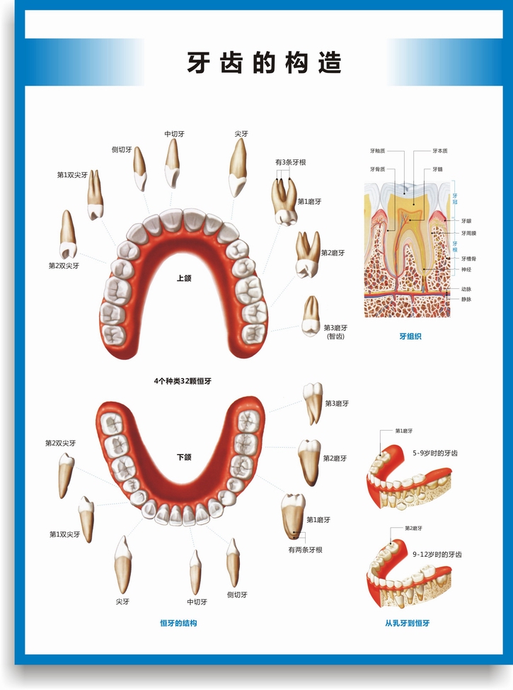 嘴舌頭牙齒結構圖構造圖解剖圖正確刷牙方法口腔科室牙科海報掛圖 牙