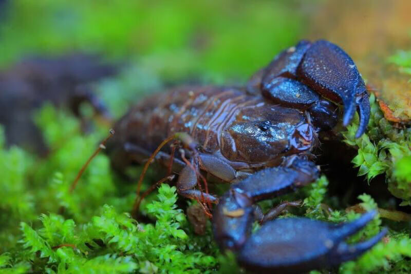 采缇爬宠蝎子活体八重山蝎子成体13cm单性繁殖蝎无需交配可产子3cm成