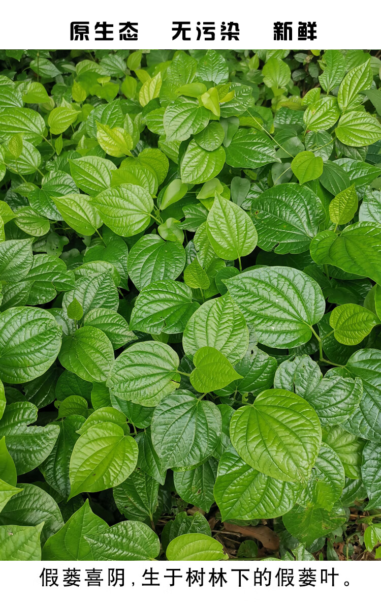 蛤蝼叶广东野菜新鲜蛤篓叶山篓叶蛤捞叶越南菜假蒌叶哈喽叶蛤蒌叶 50g