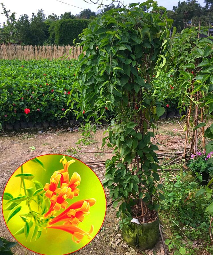四季攀爬植物油麻藤爬藤炮仗花苗攀援花卉红爆竹花围墙花当年开花炮仗