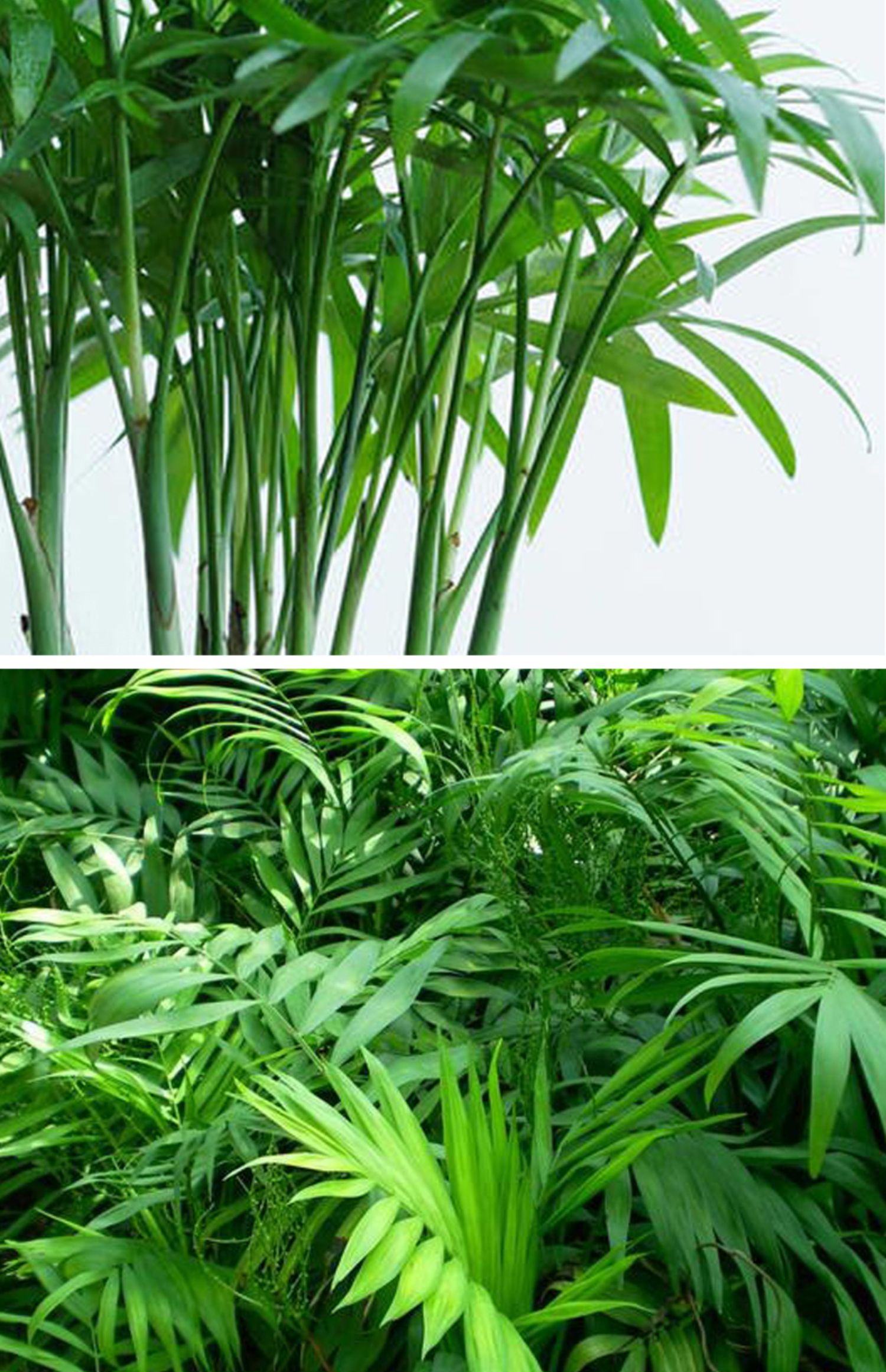 袖珍椰子盆栽室内四季常青好养植物办公室耐荫耐寒绿植110原盆袖珍