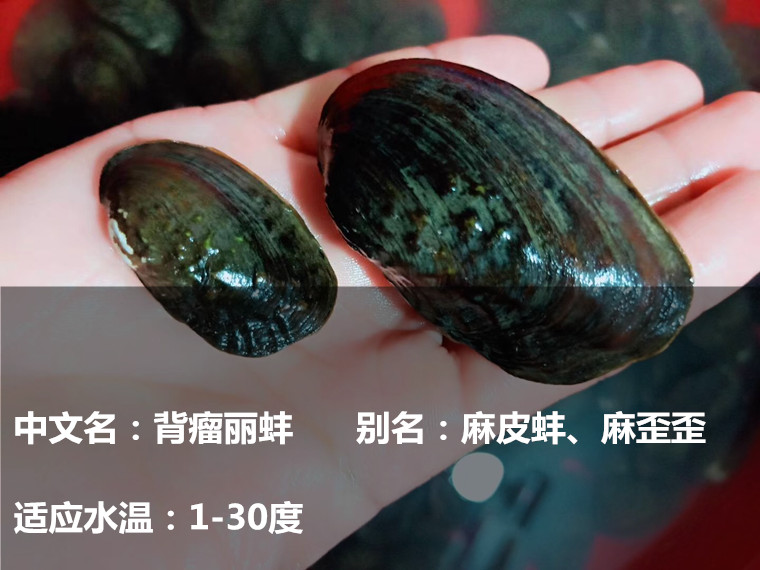 净水河蚌活体除藻螺鱼缸除藻鳑鲏鱼繁殖蚌黄金蚬不加温观赏螺 背丽蚌5