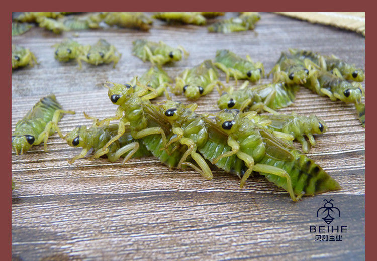 堂 水蜻蜓鲜活直接新鲜冷冻蜻蜓幼虫菱形水蜻蜓水泵虫宽体蜻蜓蛹食用