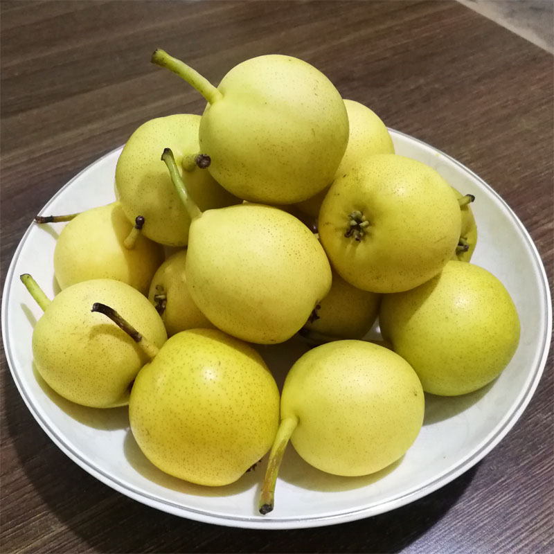 正宗现摘小香水梨软濡多汁新鲜水果梨子东北特产酸甜南果梨南国梨 优