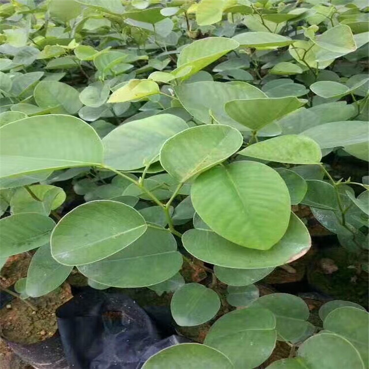 印度紫檀树苗盆景珍贵红木树檀香小叶紫檀树桩名贵盆栽绿植印度紫檀