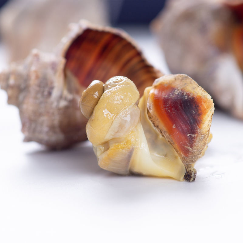 小海螺鲜活香波螺新鲜大连特产鲜活海鲜海螺丝海瓜辣螺二斤装一斤40个