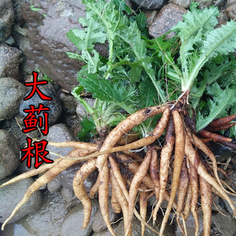官方原生新鲜大蓟根刺儿菜猪姆刺虎蓟马蓟红花鸡项草500克