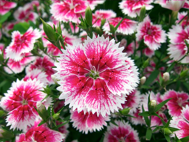 菜友欧石竹初吻花种五彩石竹花种籽少女石竹种子常夏石竹美国石竹种孑