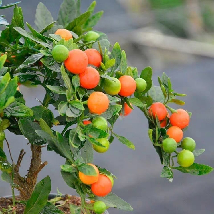 耐寒多年生冬珊瑚豆盆景四季果看樱桃野海椒盆栽 珊瑚豆3年苗带果发货