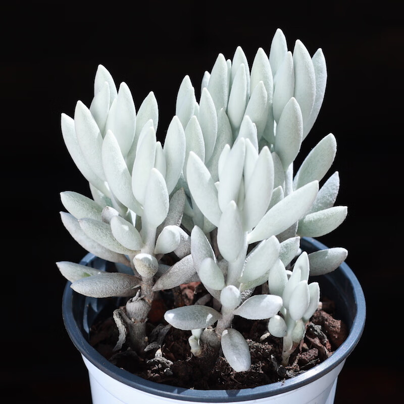 银月老桩多肉植物盆栽组合植物好养桌面肉肉稀有品种贵货罕见精品