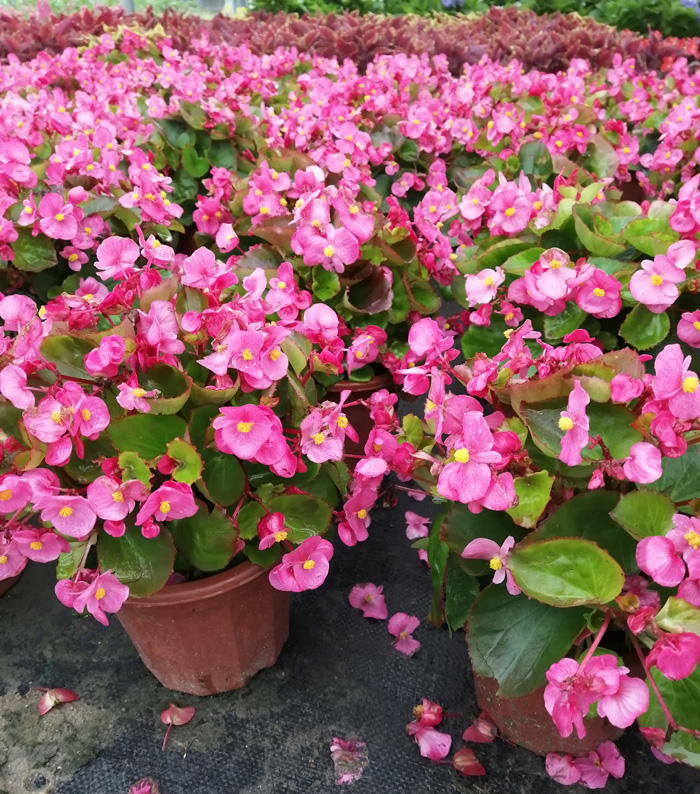 大花四季海棠盆栽带花玻璃翠大叶秋海棠花阳台庭院地栽景观花 四季