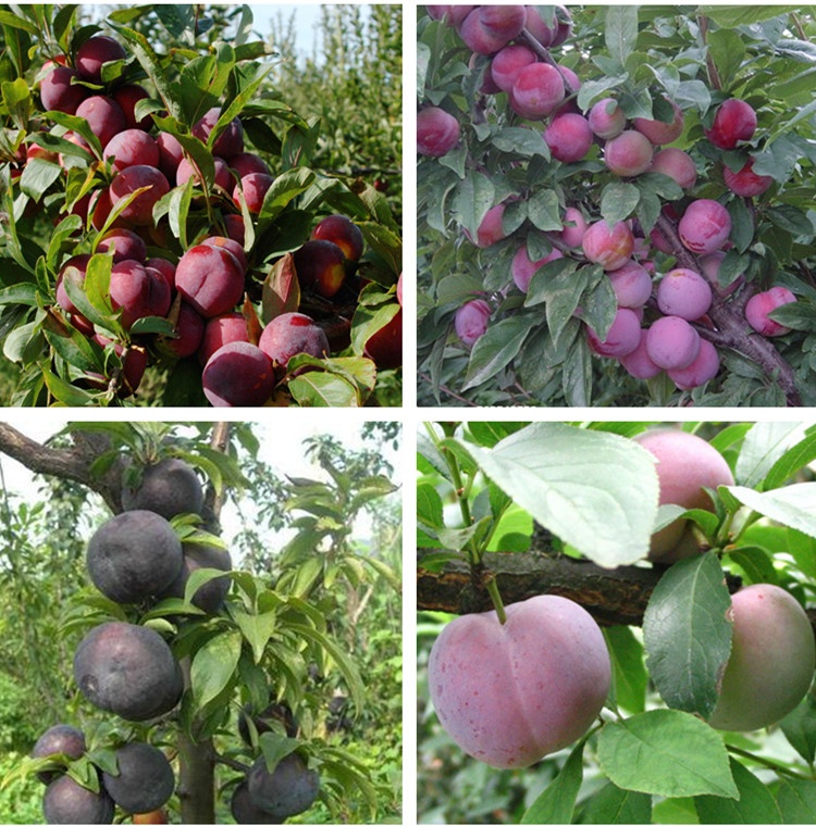 李子树苗当年结果嫁接蜂糖李子苗脱骨李三华李子苗盆