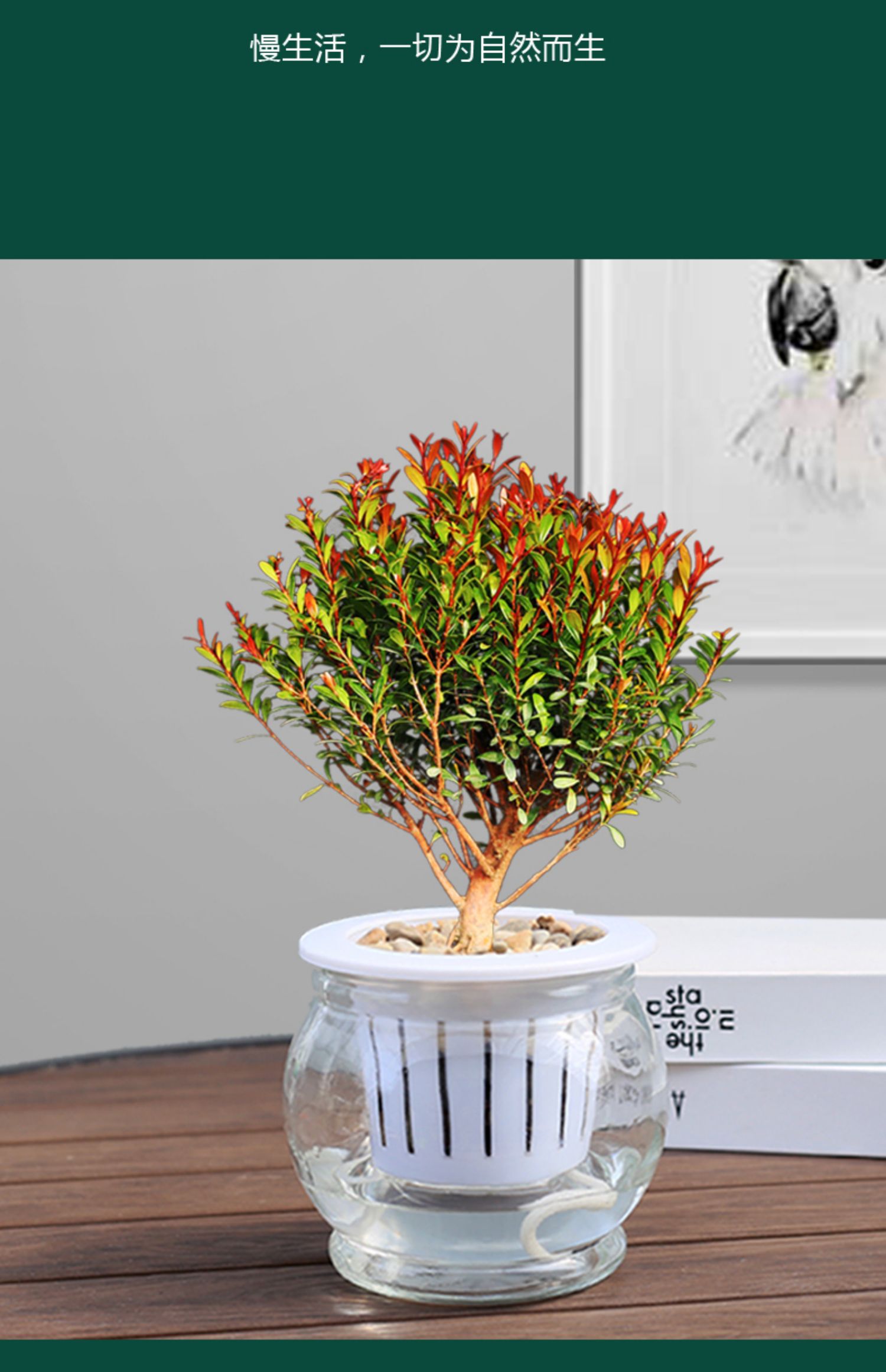 【青意萱】青意萱红芽赤楠盆景植物室内外四季好养绿植办公室桌面水培