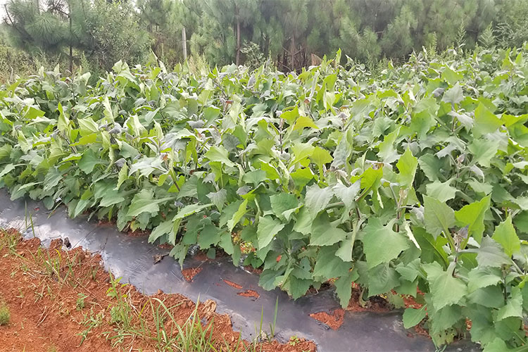 云南天山雪莲果种子种苗种球现挖先发雪莲果苗5斤带土高产红心雪莲果