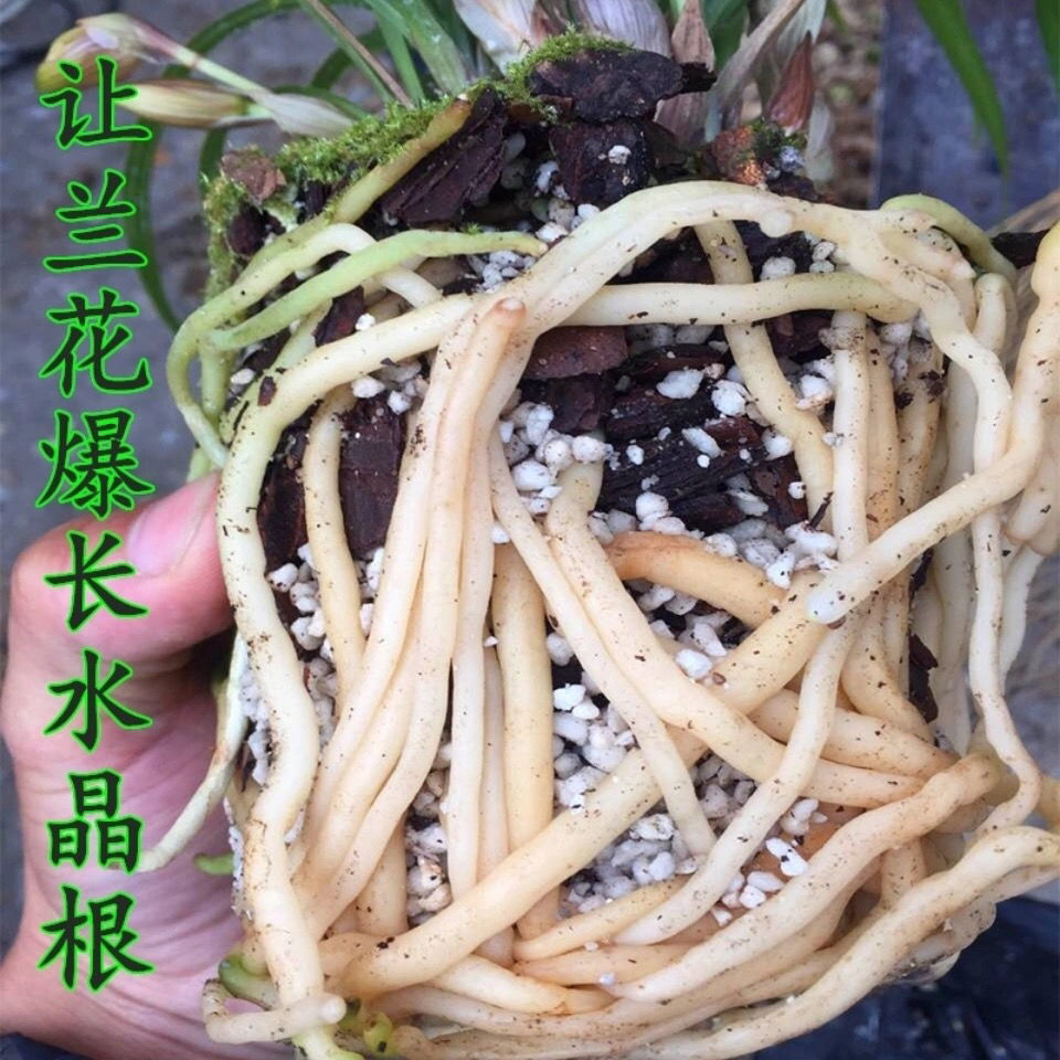 优选兰花专用土君子兰专用兰花土兰花营养土植料松树皮石斛种植土沁溪