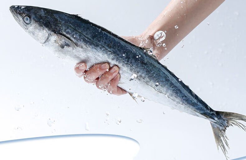 鲅鱼段马鲛鱼块燕尾去头去尾鲅鲜活大鲅鱼中段海鲜 【去头去尾鲅鱼段