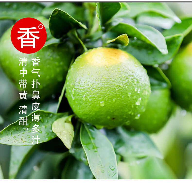 海南新鲜绿橙现摘当季琼中绿皮橙子海南特产水果橙子 5斤【图片 价格