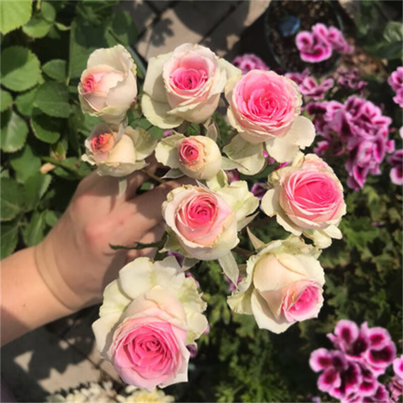 四季玫瑰花苗盆栽甸园阳台花园绿植多头浅粉色月季花 灌小伊【中苗】