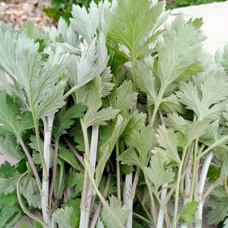 大叶艾草苗正宗野生根苗四季种植青团可食用盆栽洗澡驱蚊量大联系客服