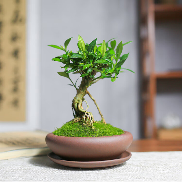 小叶栀子花盆栽老桩礼物办公室绿植室内花卉矮霸造型盆景植物客厅 款