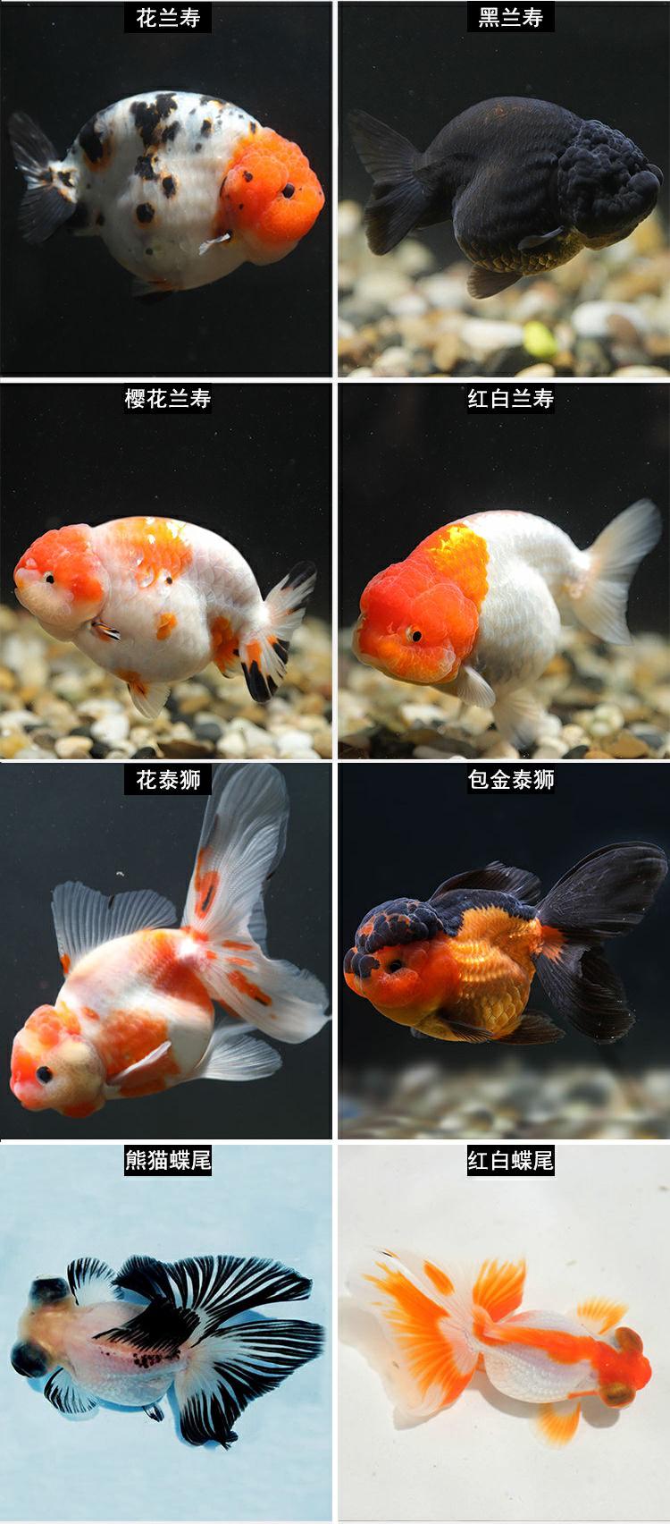 观赏鱼鹤顶红寿蝶尾狮子头淡水鱼金鱼活体珍珠兰丹顶红活体冷水鱼 7