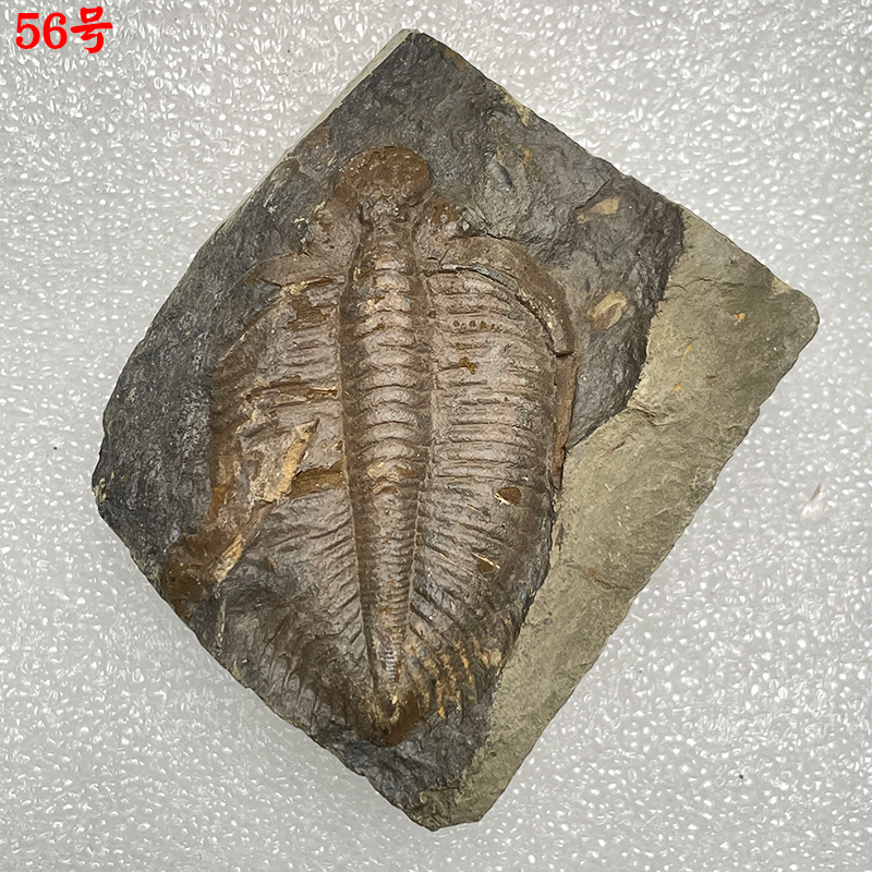 2022新款三叶虫化石 天然古生物三叶虫化石王冠三叶虫 儿童地质科普