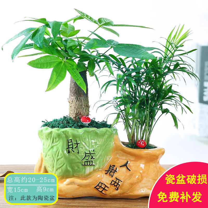 發財樹盆栽綠植花卉富貴竹荷花竹植物盆栽辦公室內桌面植物人財兩旺