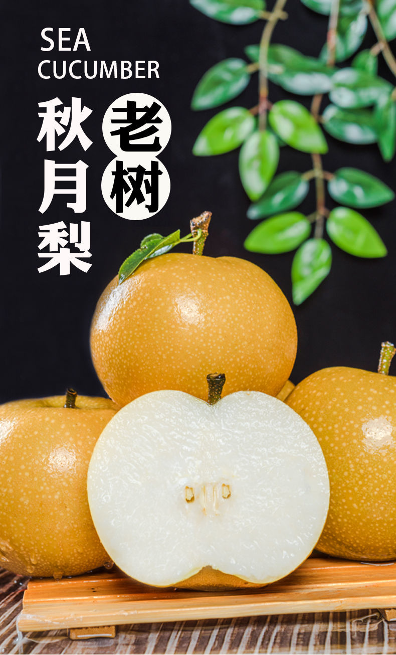 【精选】【莱阳老树秋月梨】山东莱阳百年老树冰糖秋月