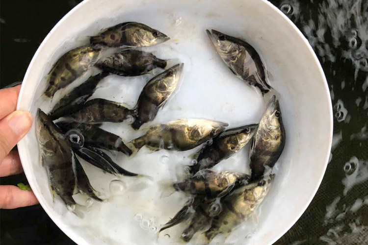 vieruodis 鳜鱼苗淡水活体养殖斑鳜塘养殖鱼缸冷水观赏小鱼苗翘嘴桂花