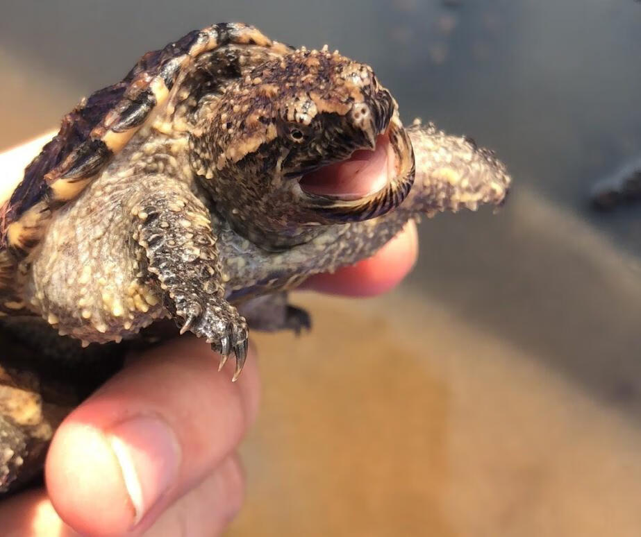瑰季 鳄鱼龟龟苗黄壳杂佛鳄龟财大鳄大型钓鱼龟北美鳄鱼龟杂佛龟长寿h
