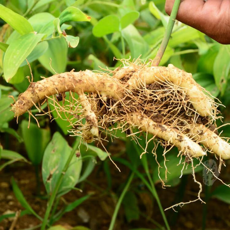 同仁堂原料伏牛山野生玉竹新鲜玉竹玉竹参干玉竹茶农家自晒无硫