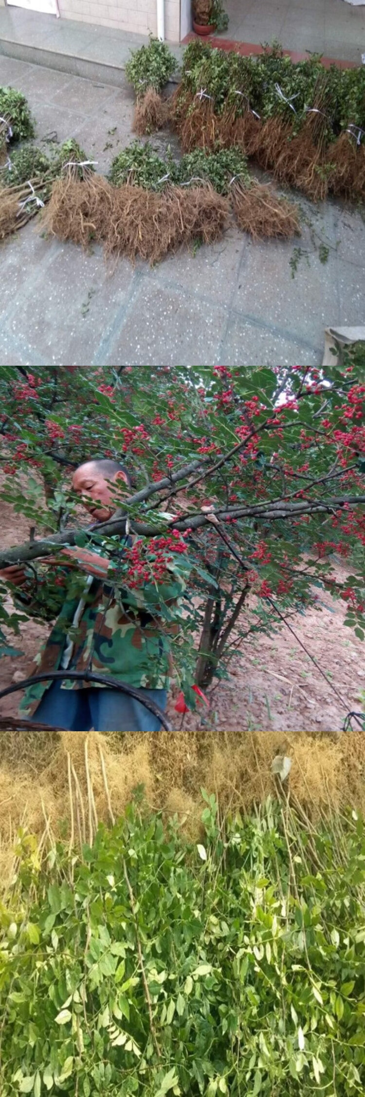 胡椒树苗胡椒树苗胡椒苗保成活山胡椒花椒树苗庭院盆栽地栽南北方种植