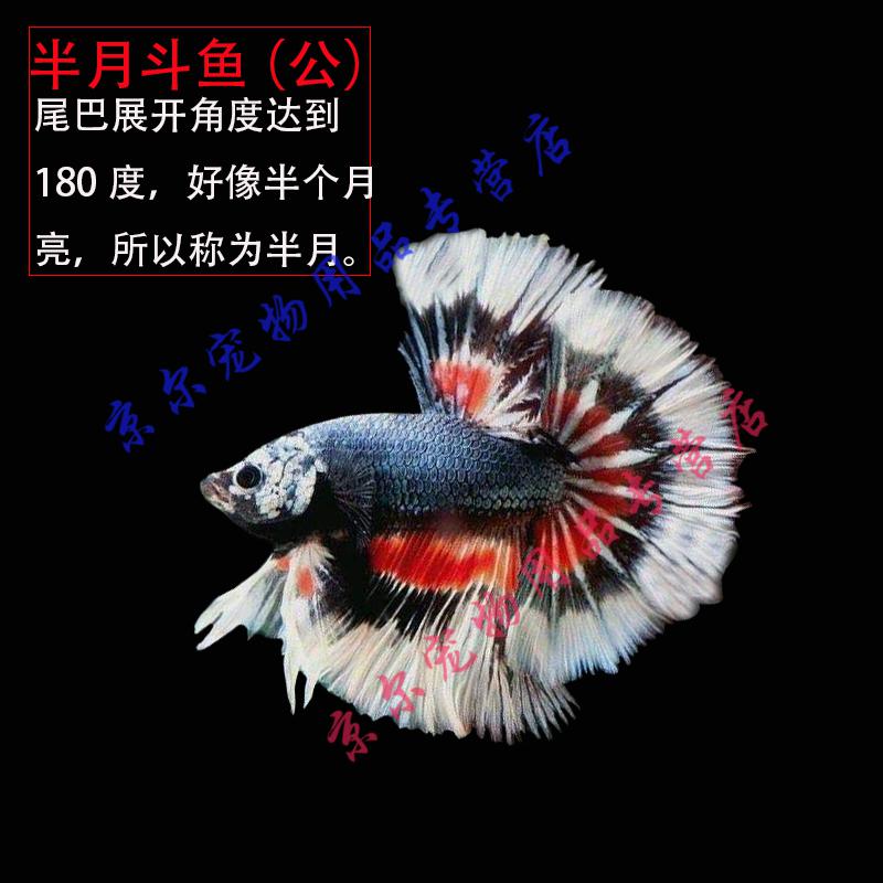 天弗泰國鬥魚馬尾獅王半月母鬥魚觀賞魚熱帶魚活體寵物淡水魚半月2只