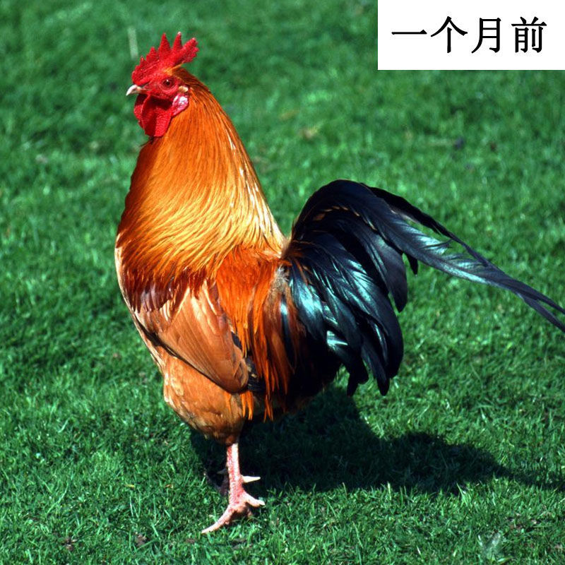 新货现磨纯核桃粉熟核桃仁粉原味核桃粉黑桃粉脑袋