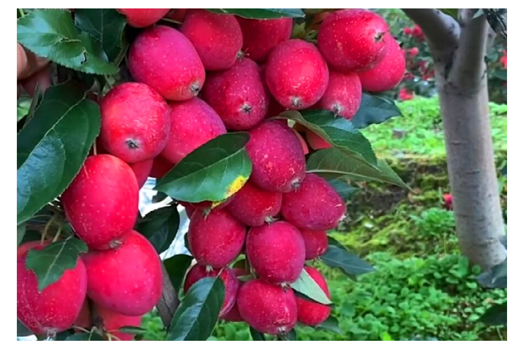 耐寒果树沙果鸡心果小苹果树苗海棠果花红果树冬红果苗南北方种植 黄