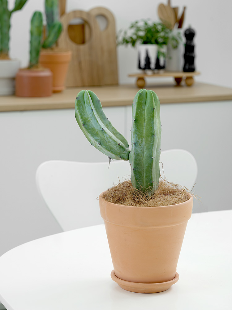 沙漠植物ins风巴坦蓝色带手臂仙人掌龙神木盆栽室内办公室阳台 龙神木