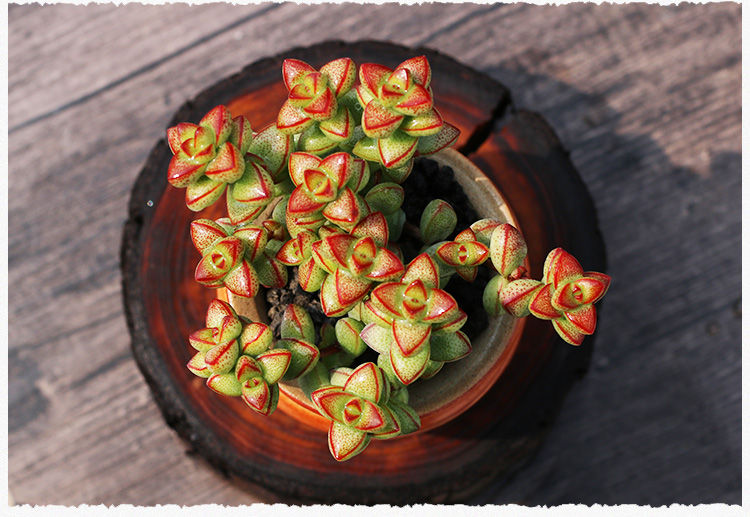 爱心半球多肉植物群生多肉小老桩萌肉肉盆栽组合半球小群3头以上不含