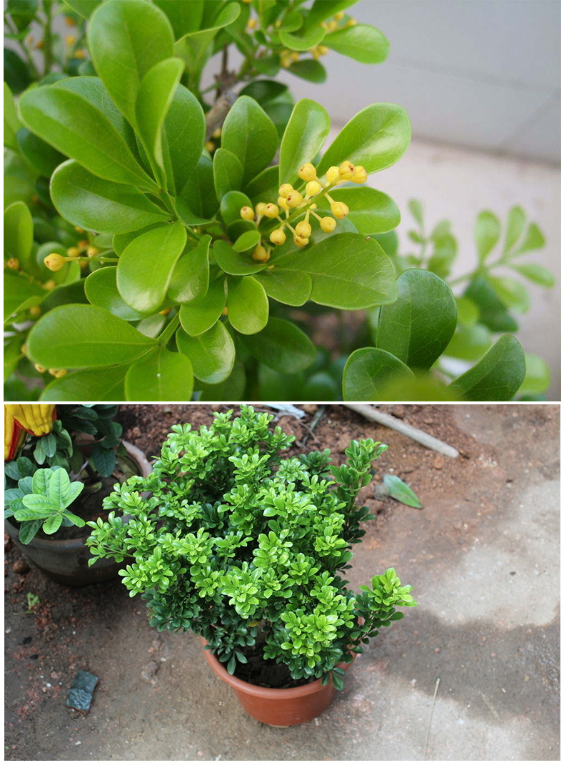 香水米兰盆栽客厅卧室花苗花卉植物室内d8香水米兰5年苗不含盆