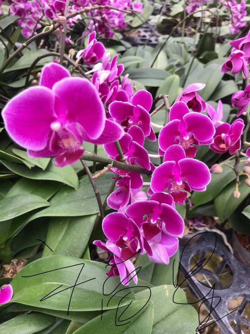 【金边小飞象】蝴蝶兰盆栽带花苞带盆花期长室内客厅花卉春节开花 粉