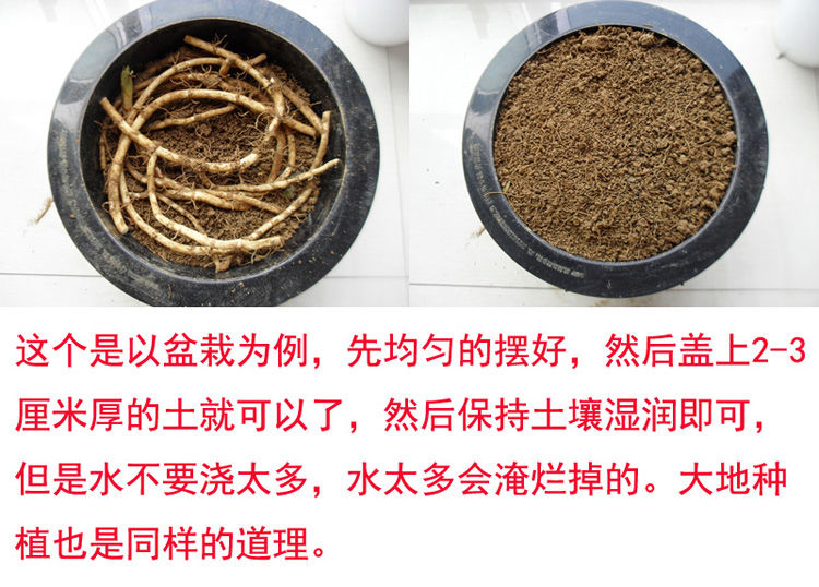 鱼腥草种子折耳根种子种根种苗贵州野生新鲜四季盆栽蔬菜麦基乐5斤种