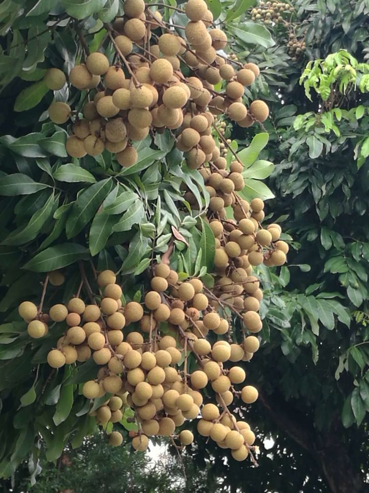 福建莆田特产新桂圆干500特级干货兴化龙眼干带壳桂圆红枣【图片 价格
