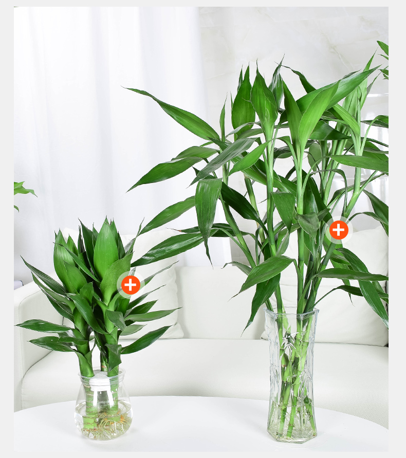 龙竹转运富贵竹水培植物节节高室内观音竹子盆栽客厅水养带根粗杆45cm