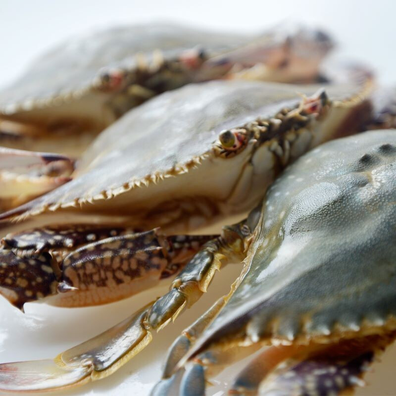 大洋世家 舟山活切冷冻公梭子蟹 600g/盒 大螃蟹 公蟹 海鲜水产 火锅