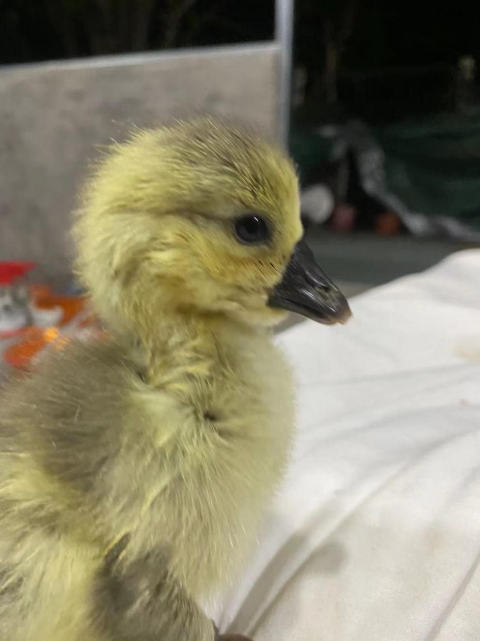 汕头鹅苗巨型灰狮头鹅苗活体鹅澄海特大正宗狮头鹅大鹅小鹅苗包活