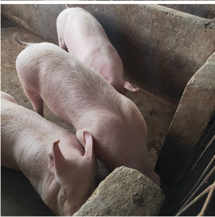 荣郁 买活猪仔幼崽原种长白小猪苗活体活苗二元猪育肥大白大约克猪