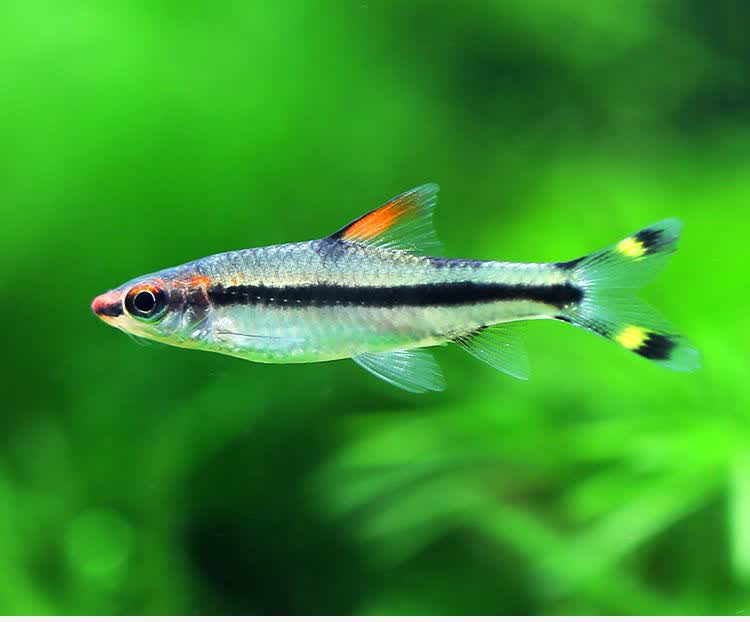 热带观赏鱼一眉道人鱼淡水鱼草缸群游鱼好养易活水族箱宠物鱼活体 一