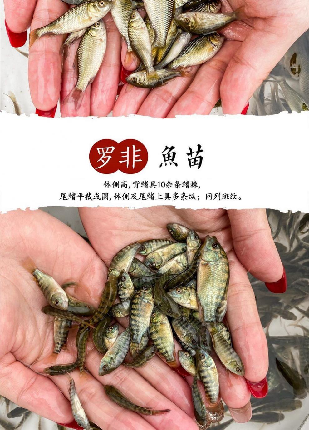 秋颖 叉尾鮰鱼苗淡水活体养殖斑点鮰鱼苗钳鱼苗好养冷水观赏鱼塘鱼苗